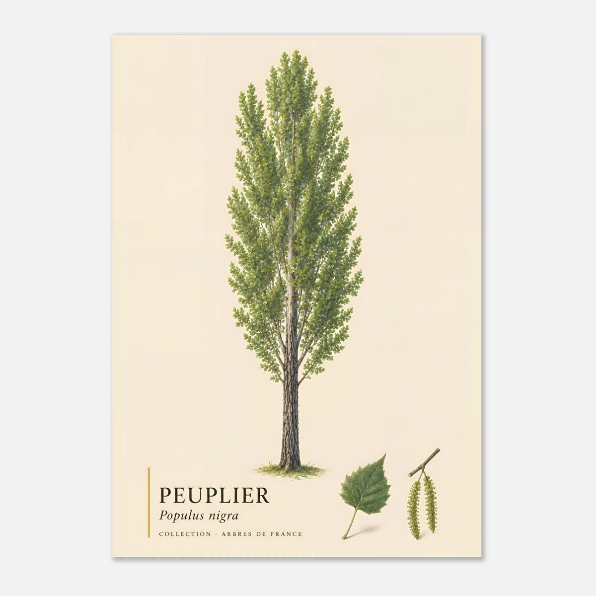 Peuplier Noir - Collection Arbres de France