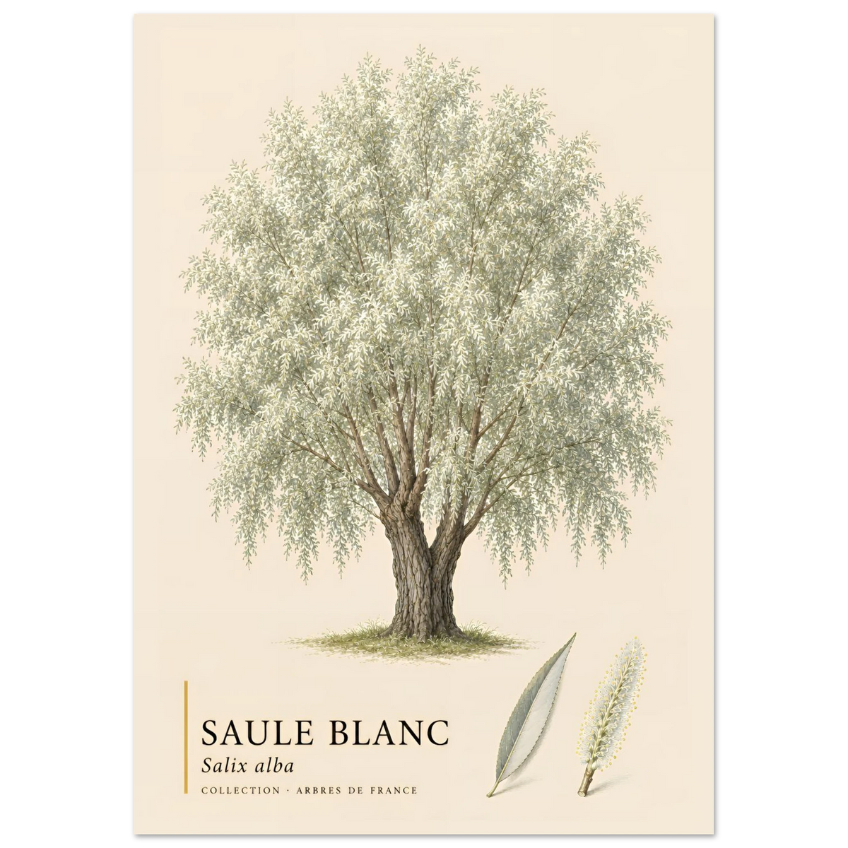 Saule Blanc - Collection Arbres de France