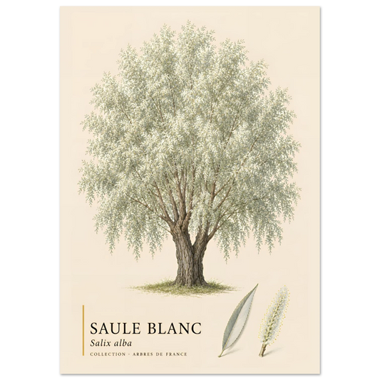 Saule Blanc - Collection Arbres de France