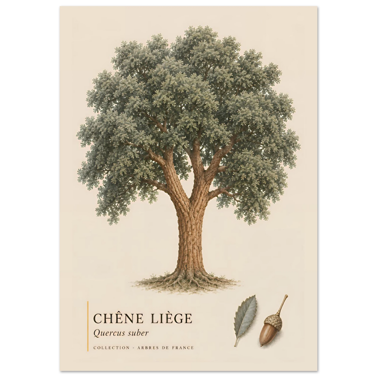 Chêne Liège | Collection Arbres de France