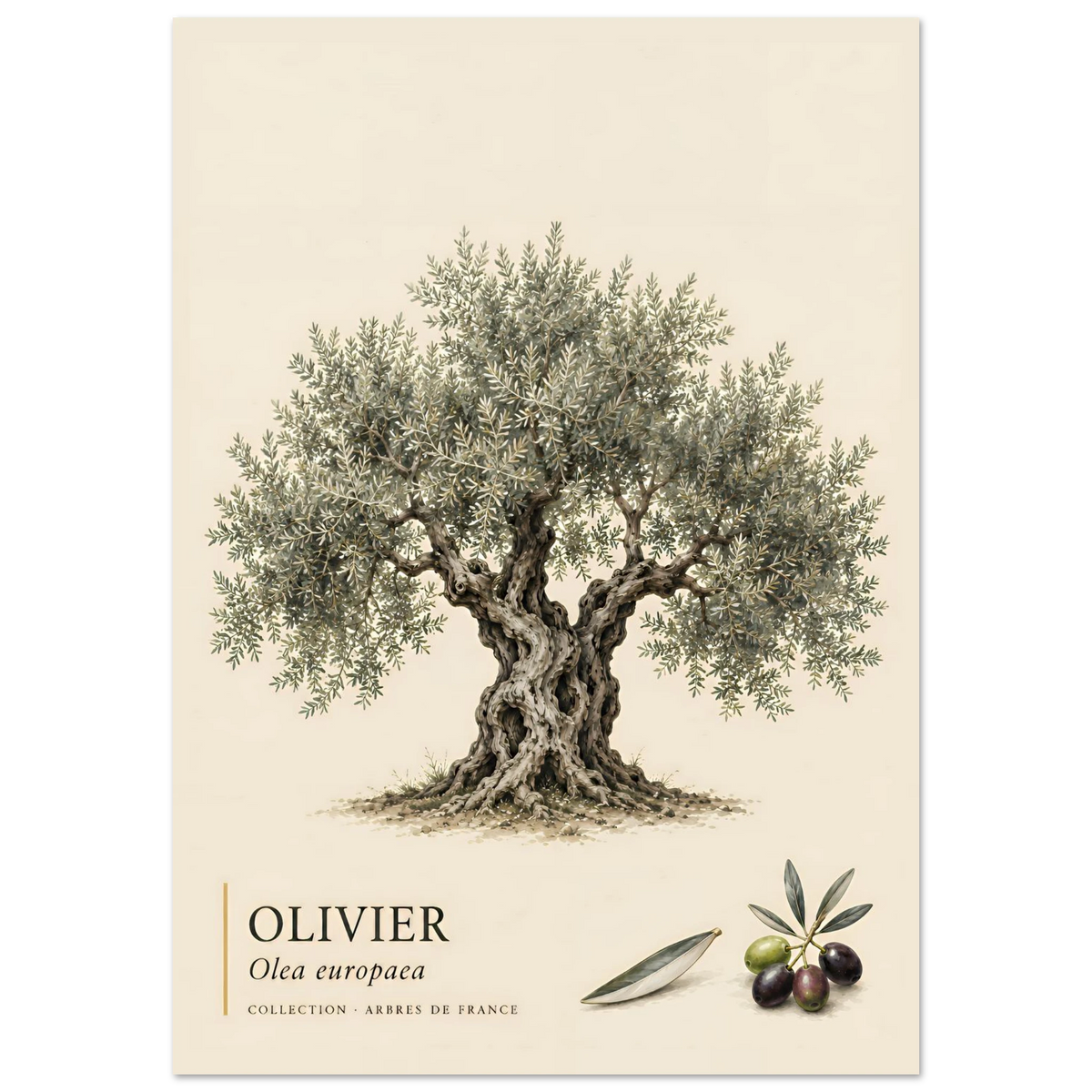 Poster Olivier - Collection Arbres de France