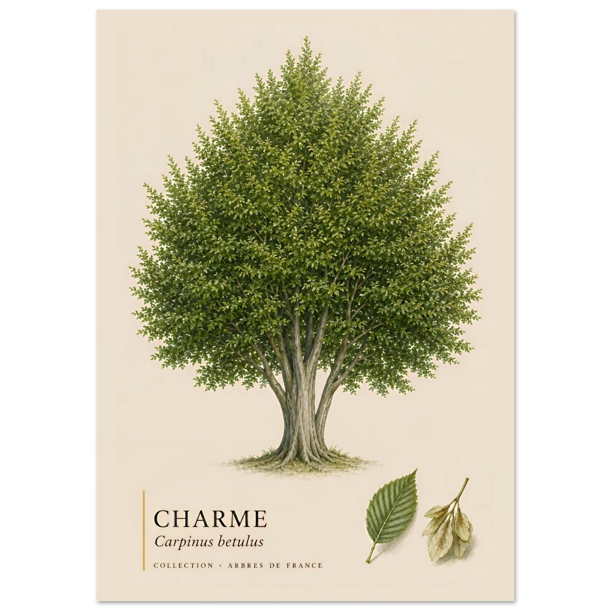 Charme | Collection Arbres de France