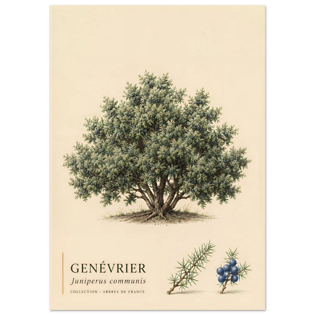 Genévrier | Collection Arbres de France