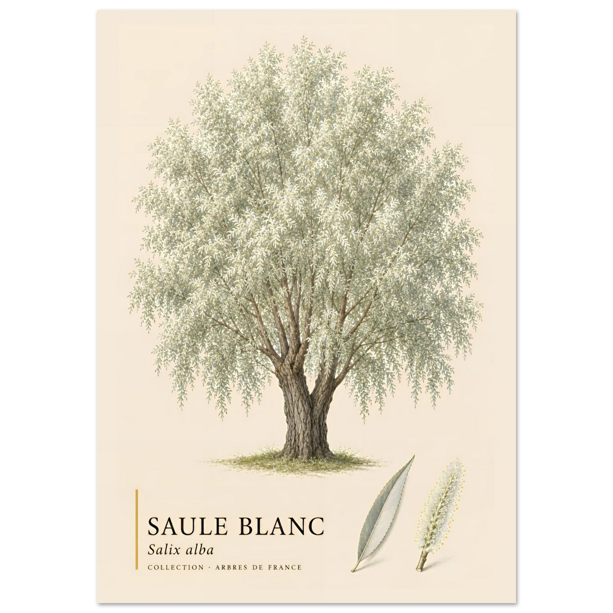 Saule Blanc - Collection Arbres de France
