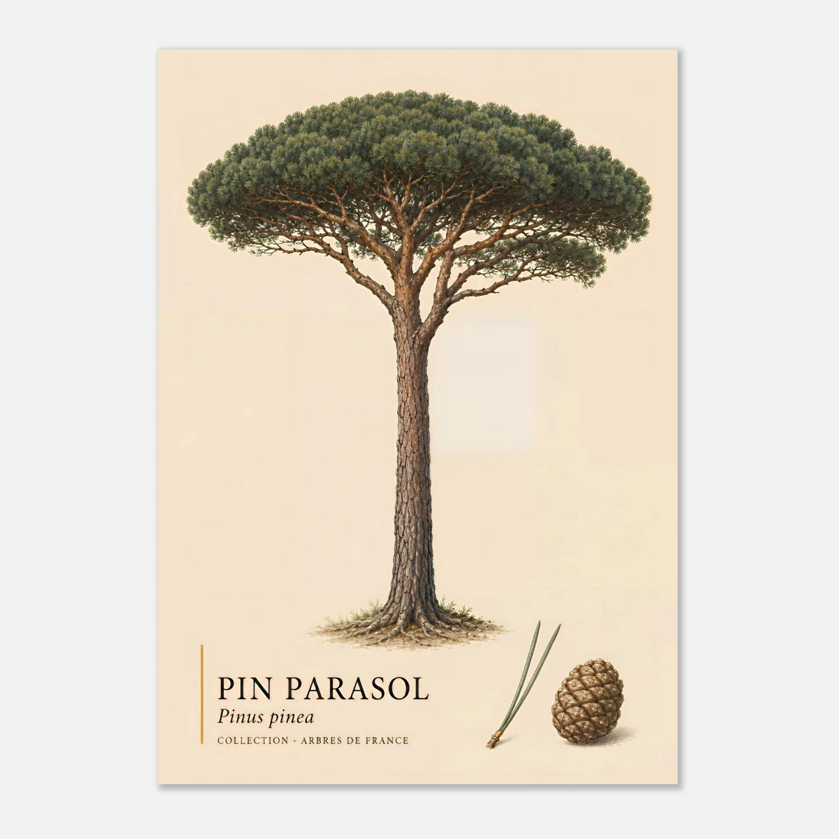 Pin Parasol | Collection Arbres de France