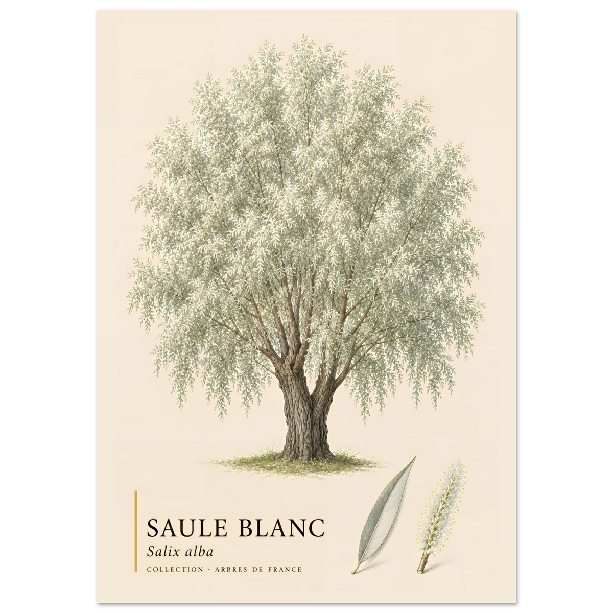 Saule Blanc - Collection Arbres de France