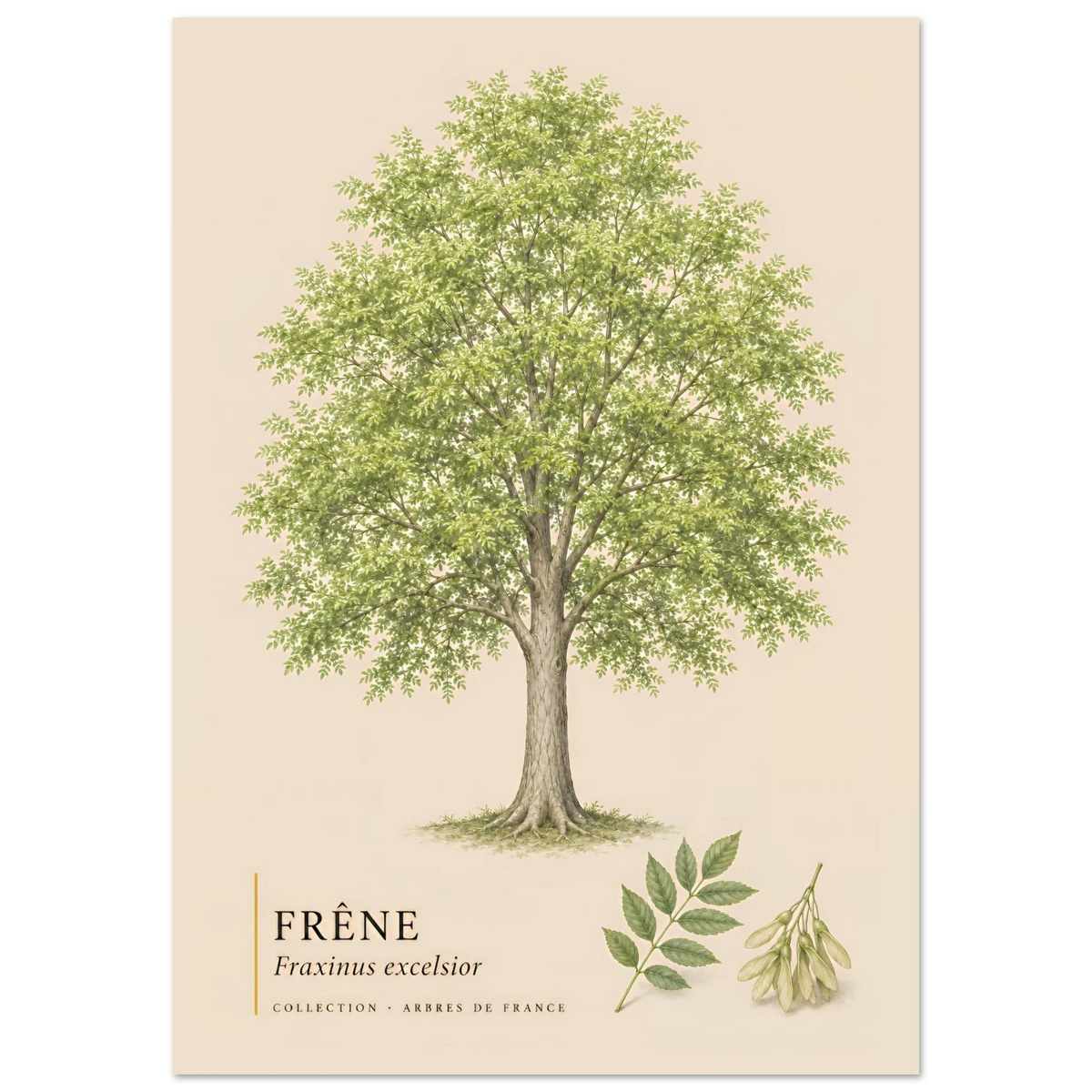 Frêne - Collection Arbres de France