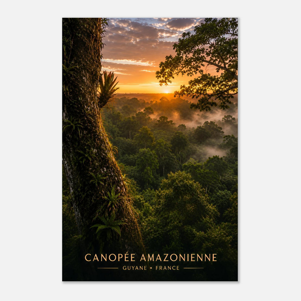 Canopée Amazonienne | Guyane