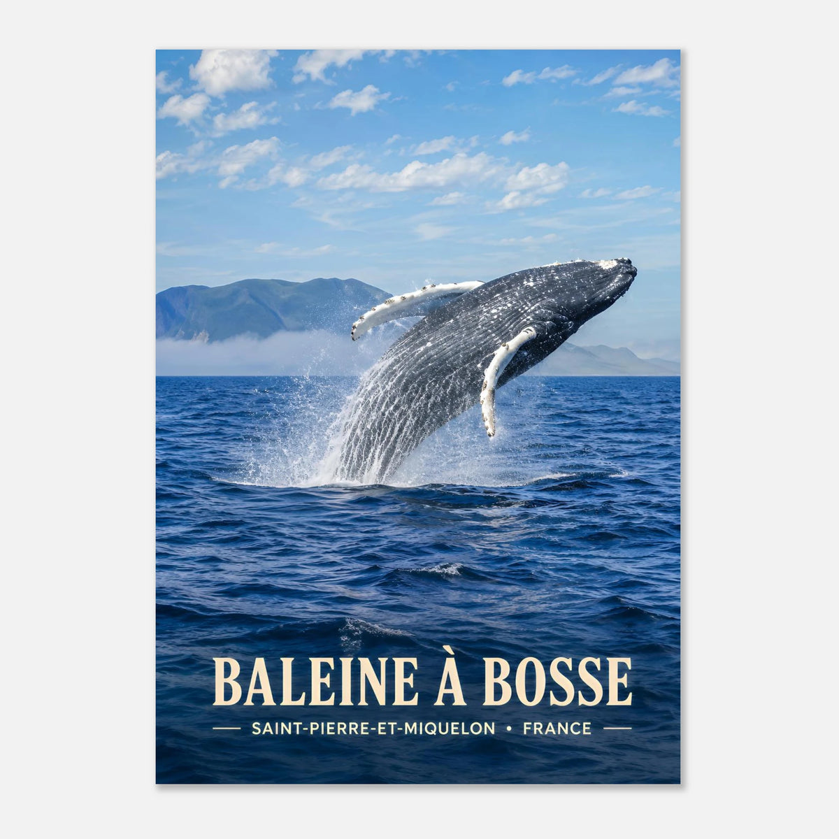 Baleine à Bosse | Saint-Pierre-et-Miquelon
