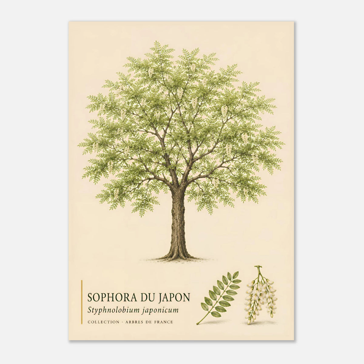 Sophora du Japon | Collection Arbres de France