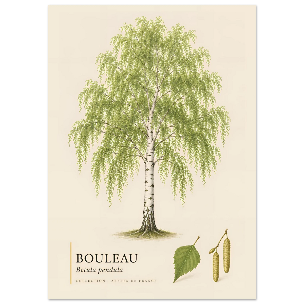Bouleau | Collection Arbres de France