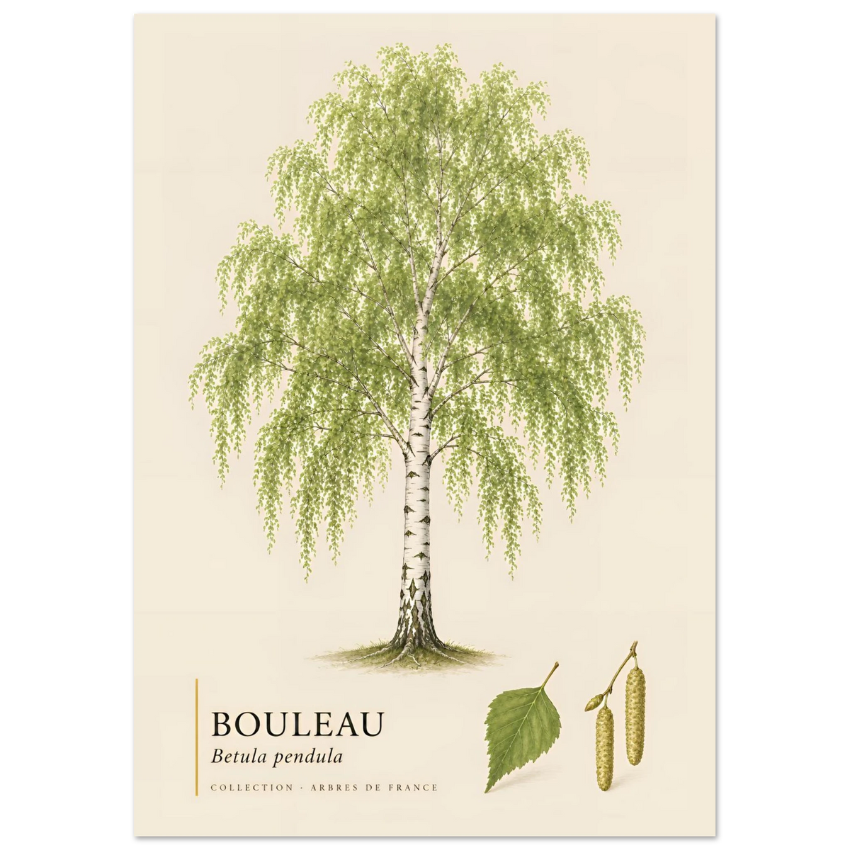 Bouleau | Collection Arbres de France