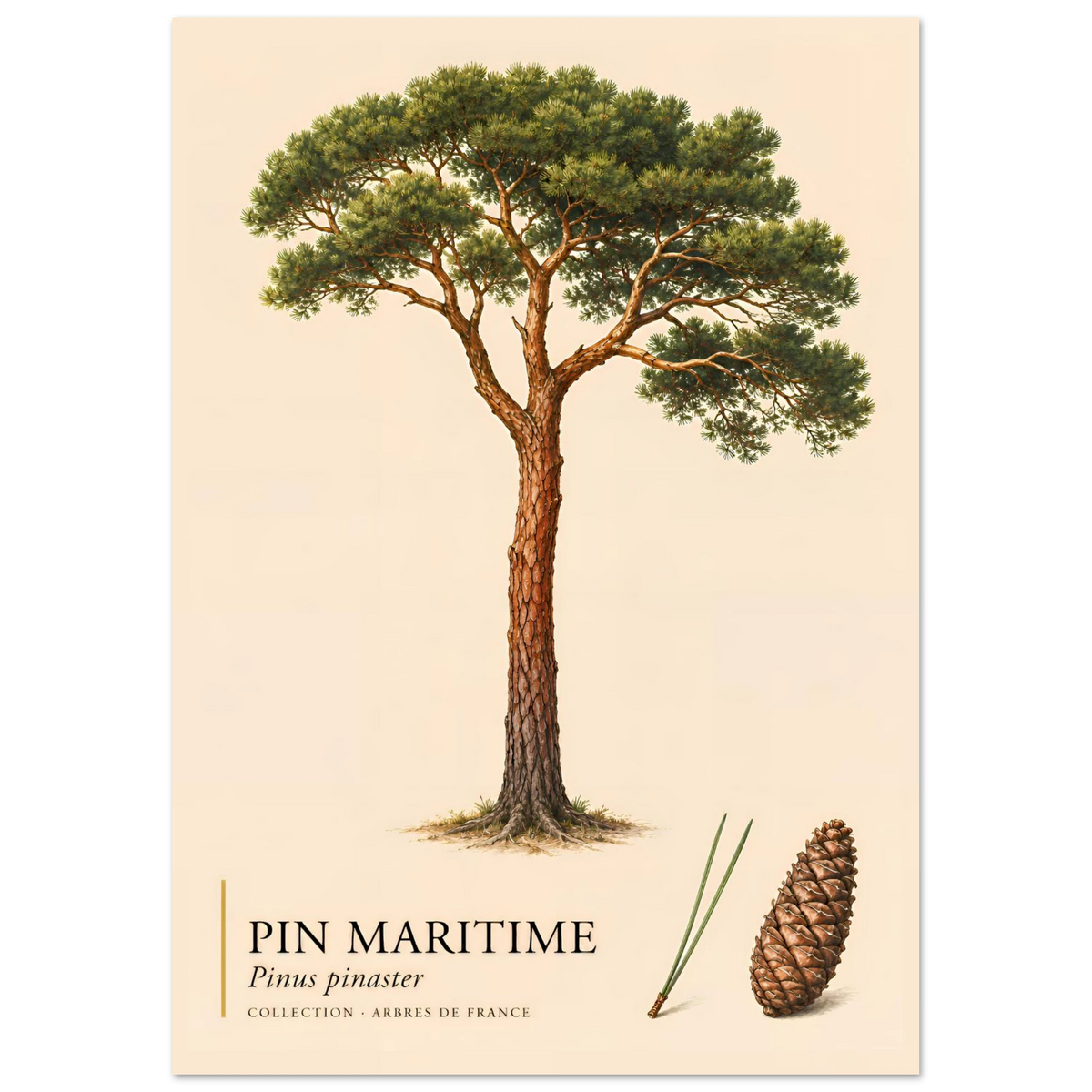 Pin Maritime | Collection Arbres de France