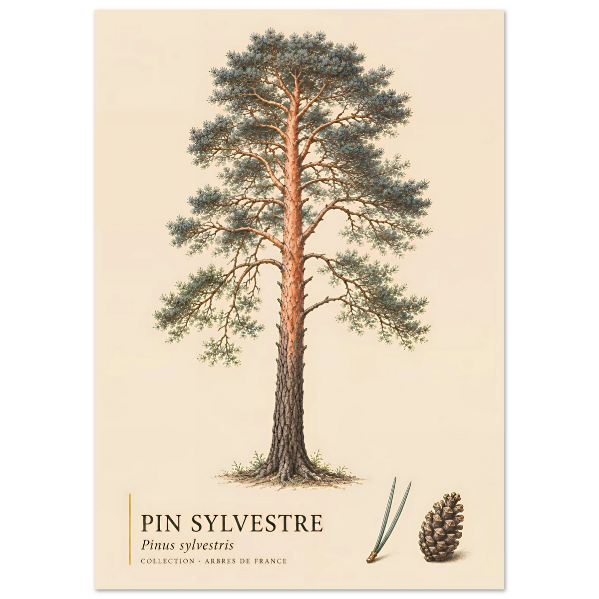Pin Sylvestre | Collection Arbres de France