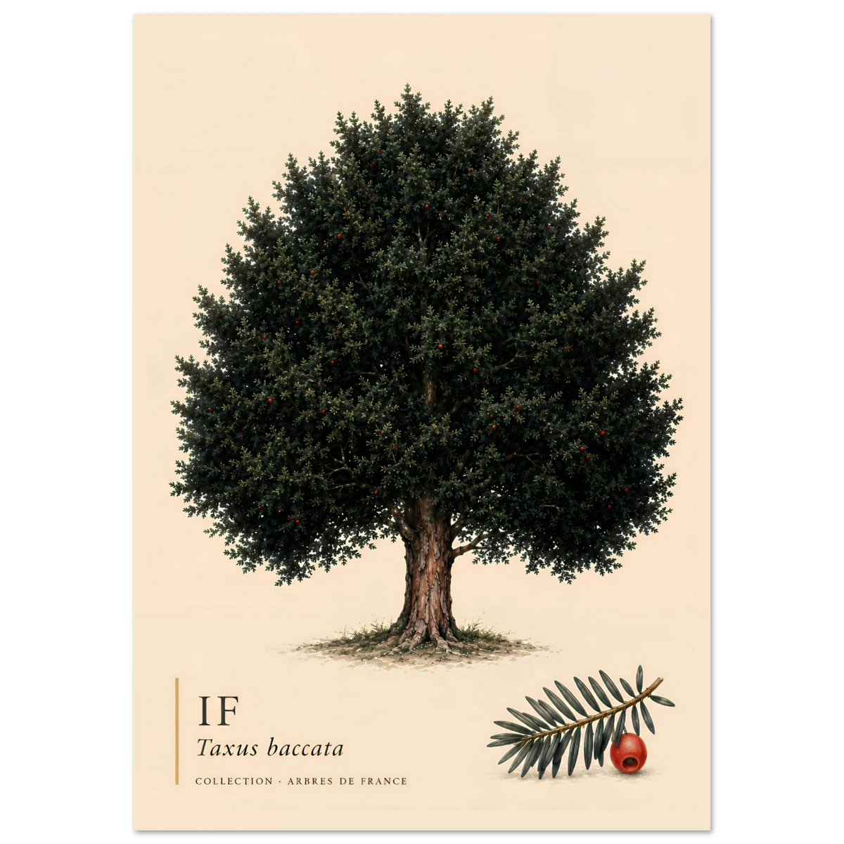 If | Collection Arbres de France
