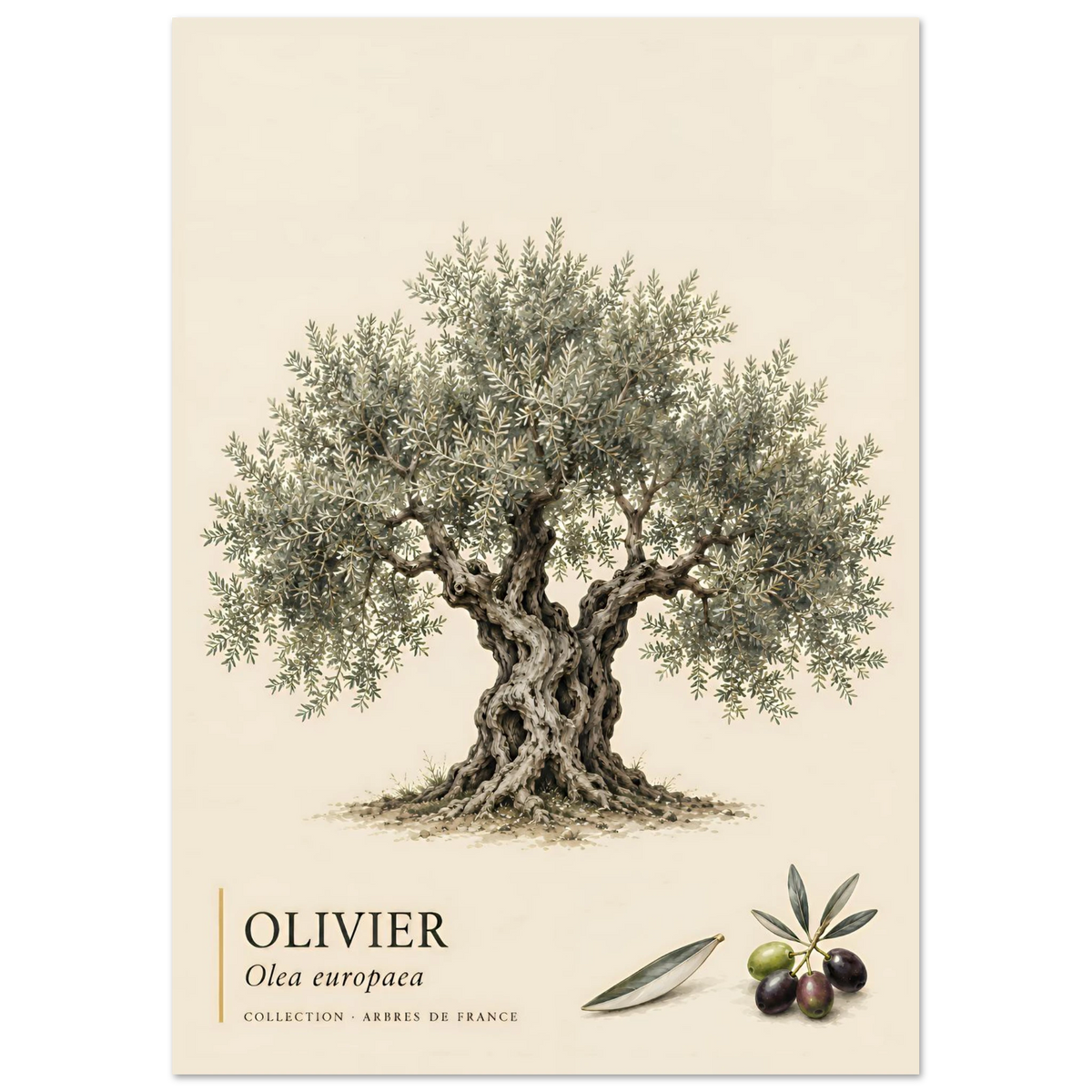 Poster Olivier - Collection Arbres de France