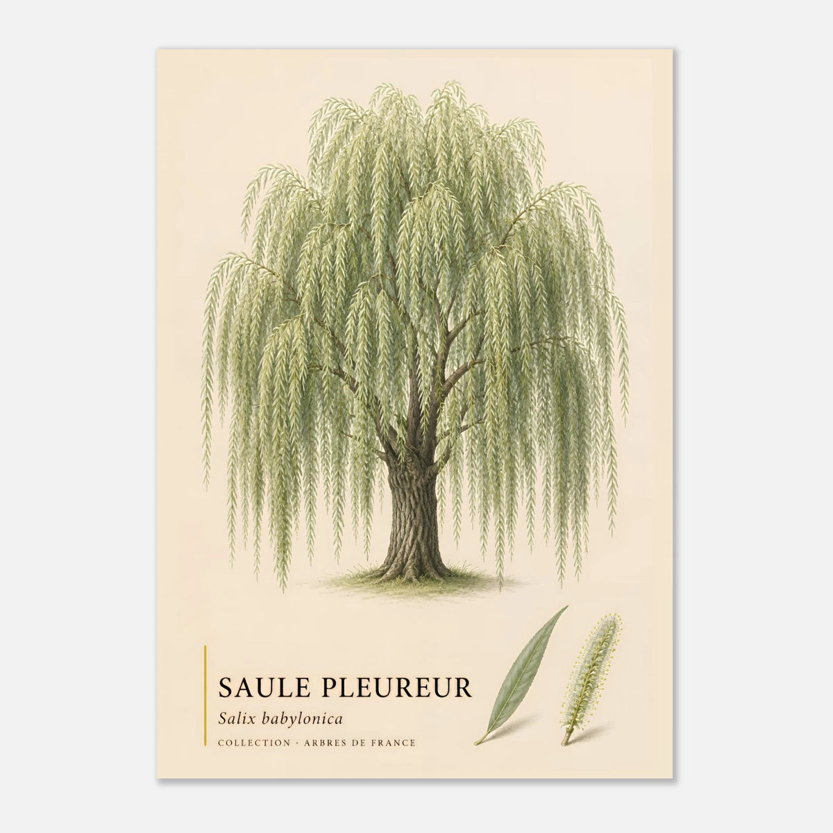 Saule Pleureur | Collection Arbres de France