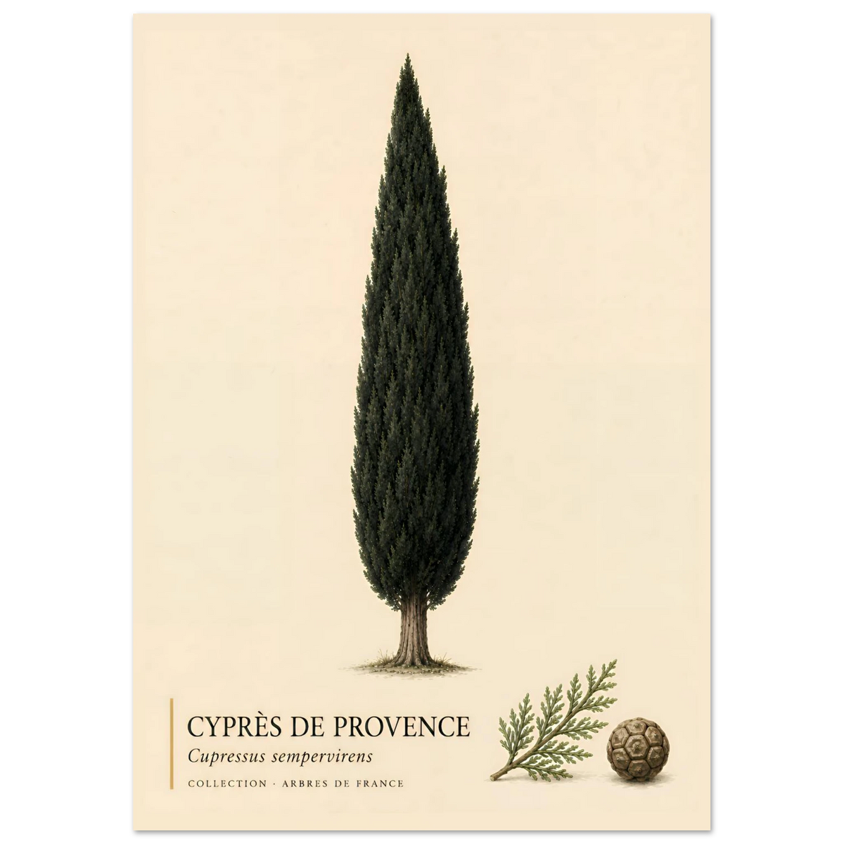 Cyprès de Provence - Collection Arbres de France
