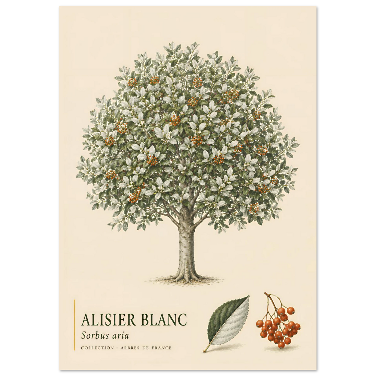 Alisier Blanc | Collection Arbres de France