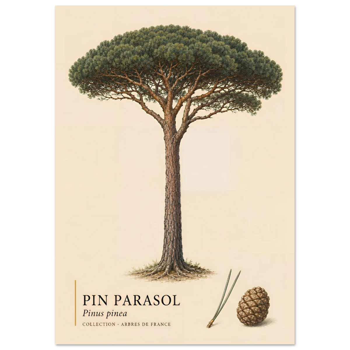 Pin Parasol | Collection Arbres de France