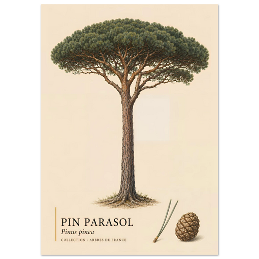Pin Parasol | Collection Arbres de France
