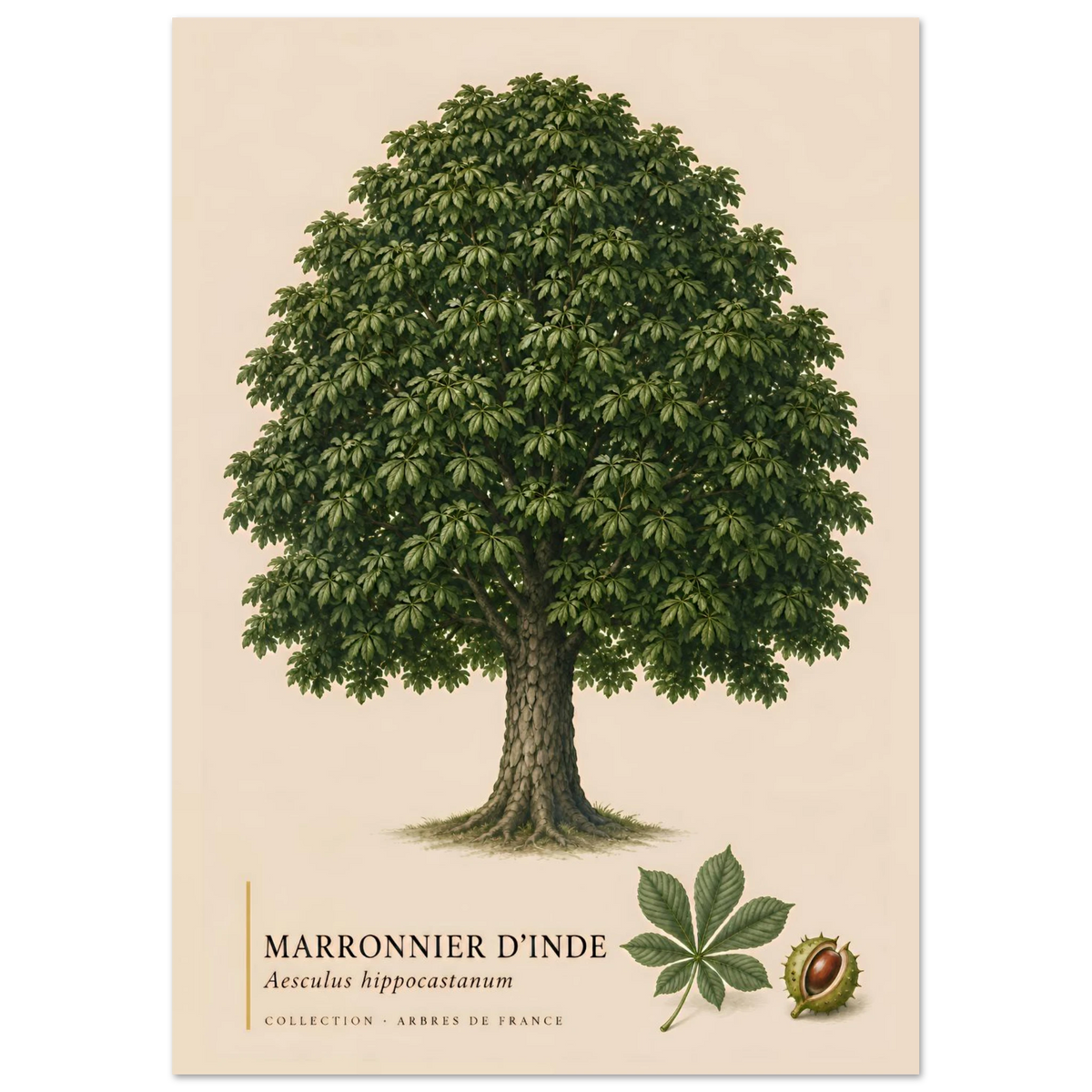Marronnier d'Inde | Collection Arbres de France