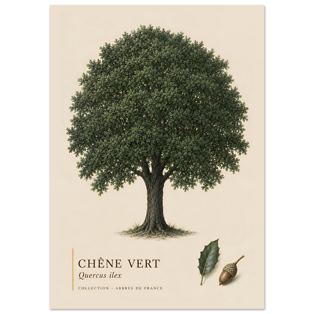Chêne Vert | Collection Arbres de France