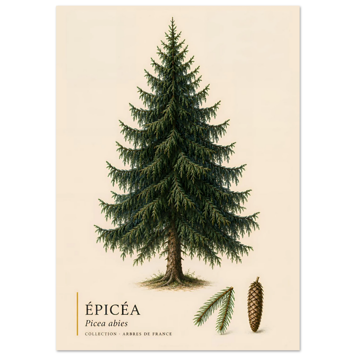 Épicéa - Collection Arbres de France