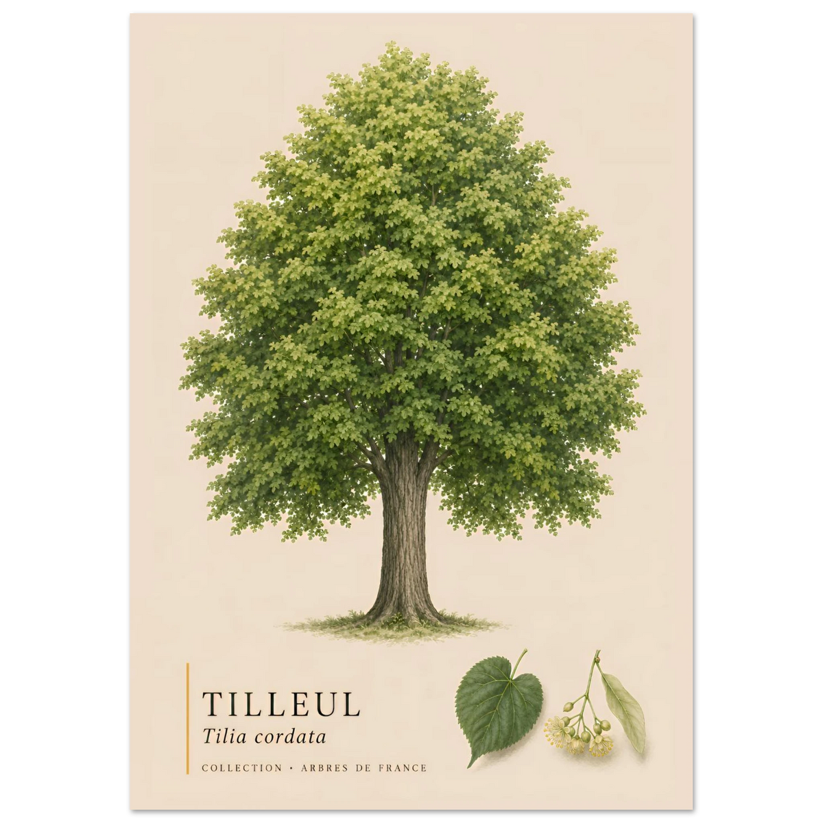 Tilleul | Collection Arbres de France