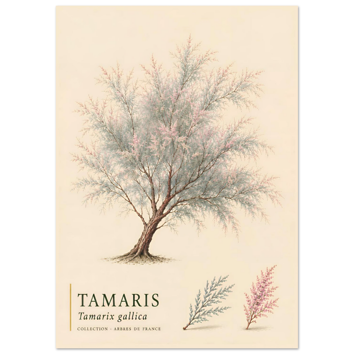 Tamaris | Collection Arbres de France