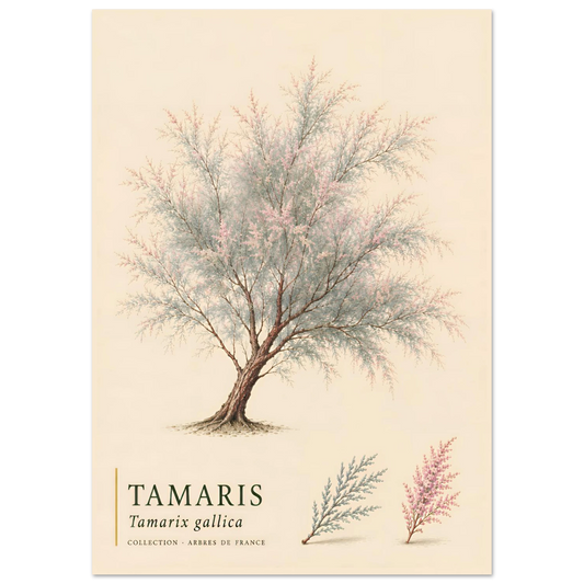 Tamaris | Collection Arbres de France