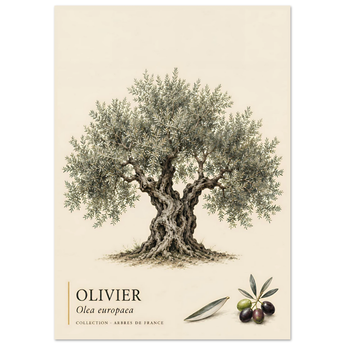 Poster Olivier - Collection Arbres de France