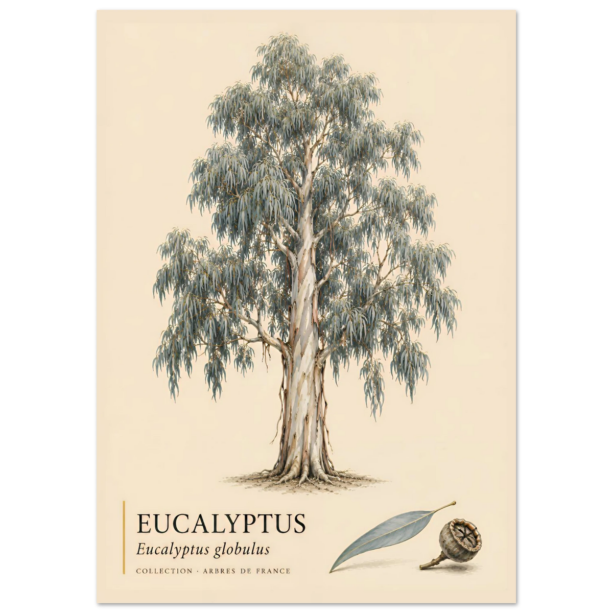 Eucalyptus - Collection Arbres de France