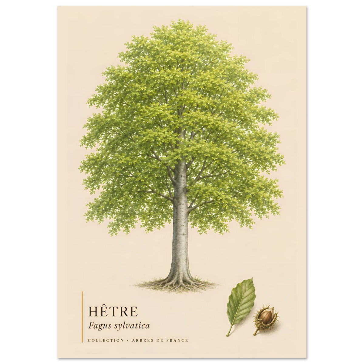 Hêtre - Collection Arbres de France