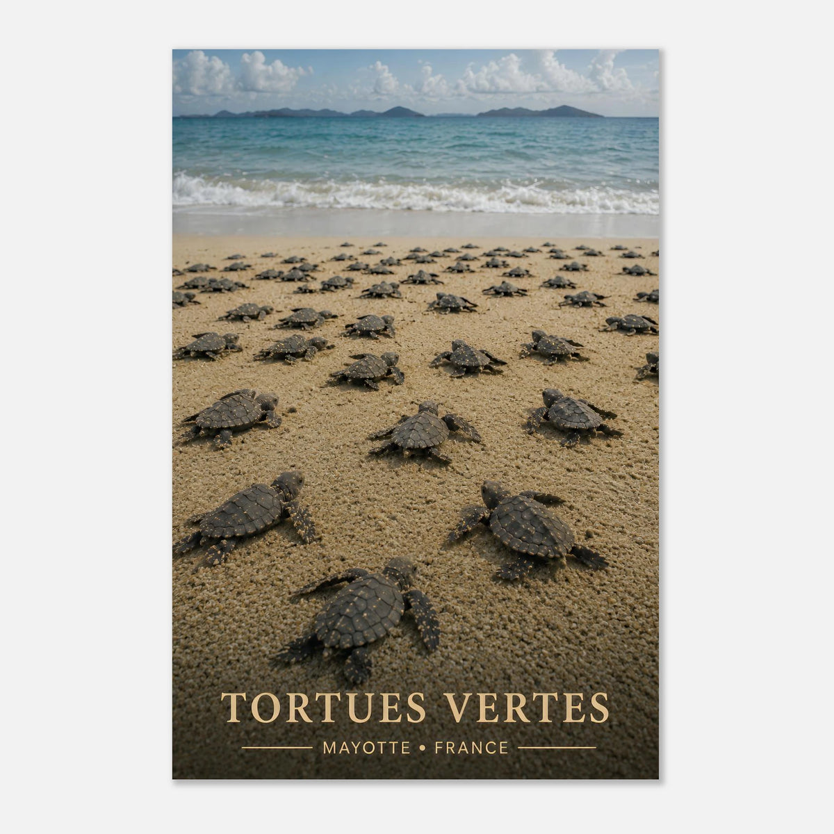Bébé Tortues Marines | Mayotte