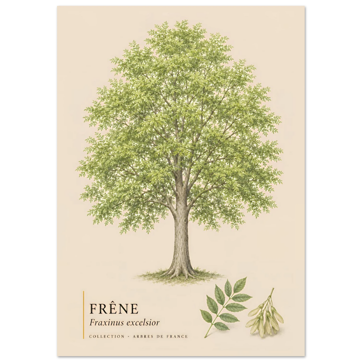 Frêne - Collection Arbres de France