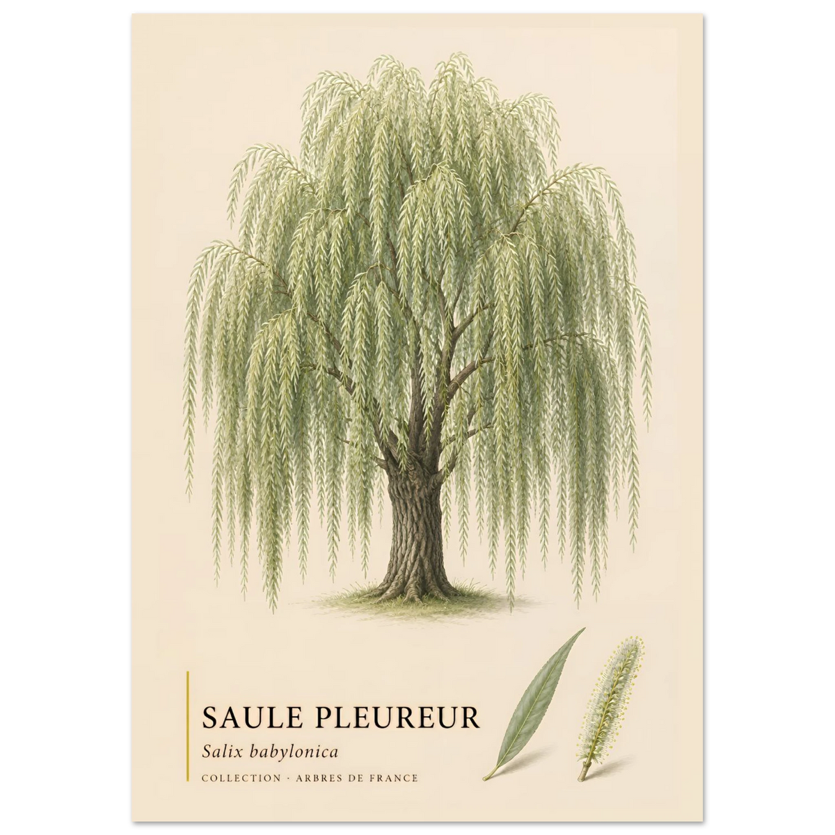 Saule Pleureur | Collection Arbres de France