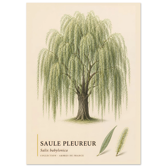 Saule Pleureur | Collection Arbres de France