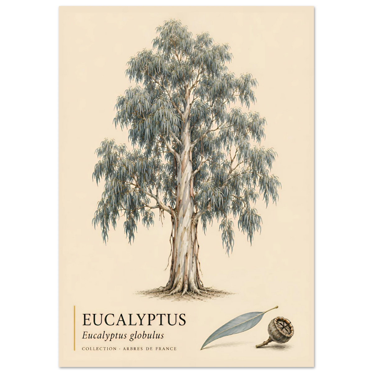 Eucalyptus - Collection Arbres de France