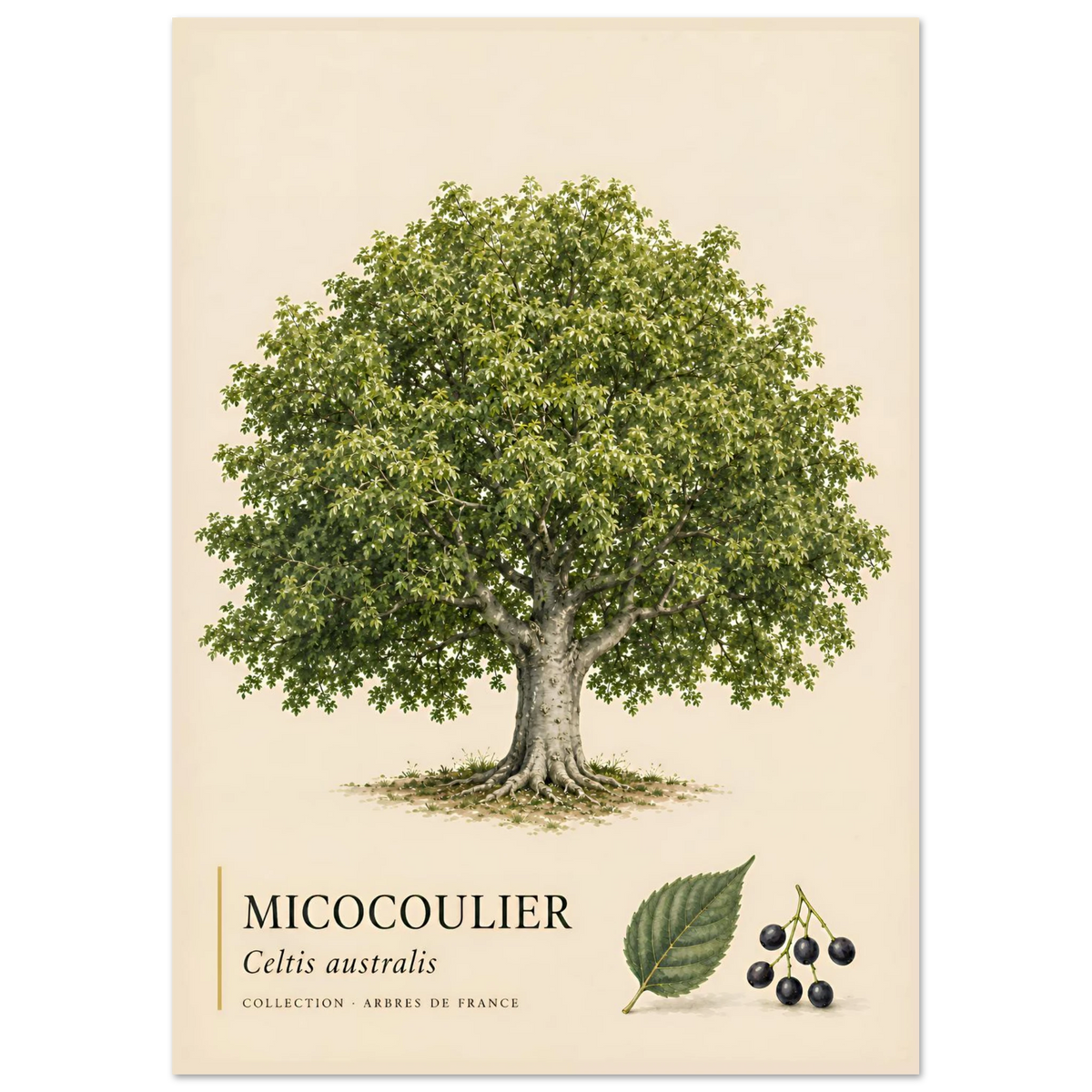 Micocoulier - Collection Arbres de France
