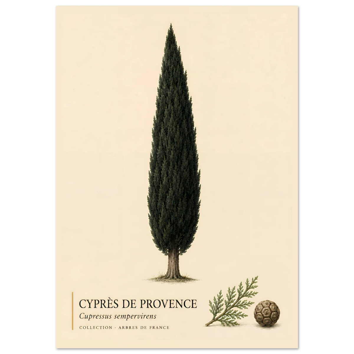 Cyprès de Provence - Collection Arbres de France