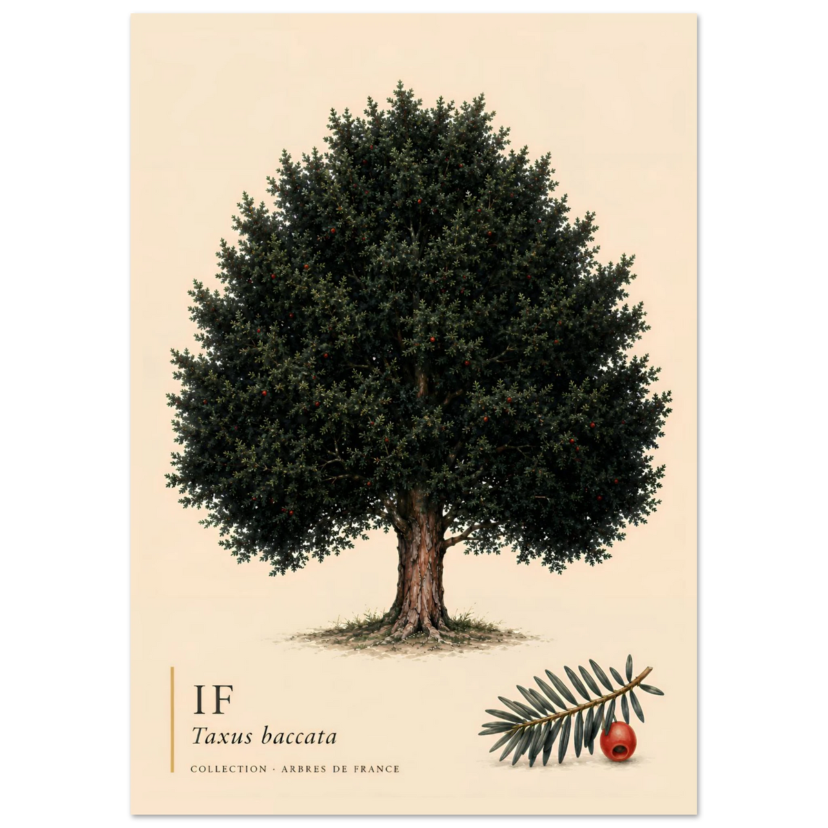 If | Collection Arbres de France