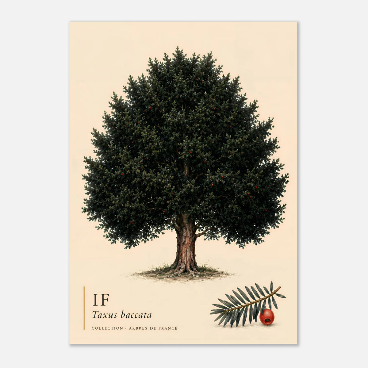 If | Collection Arbres de France