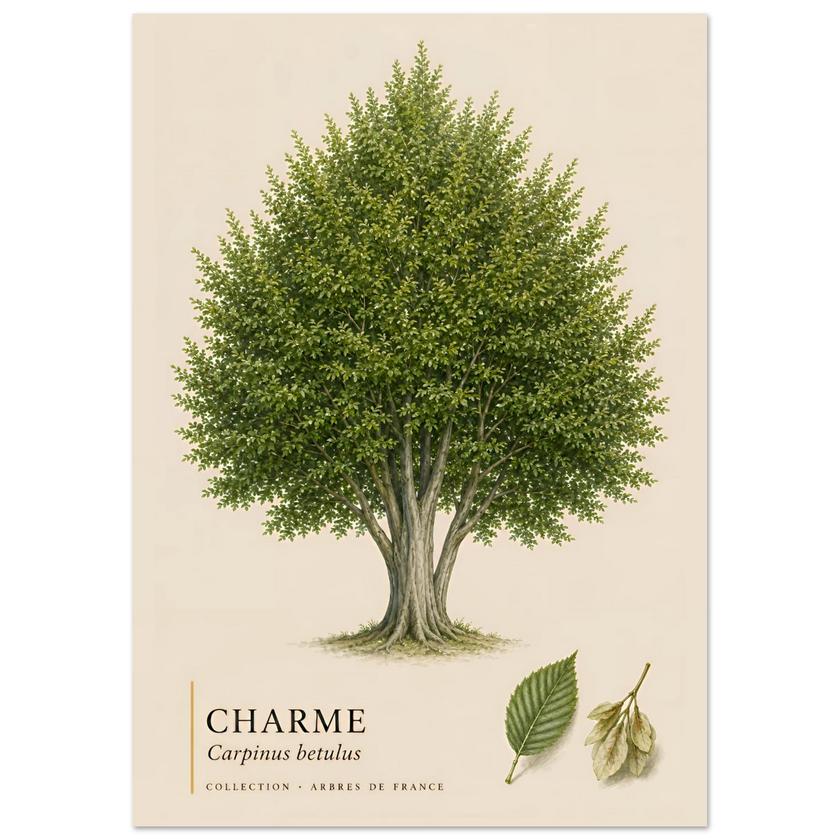 Charme | Collection Arbres de France