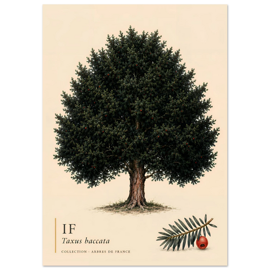If | Collection Arbres de France