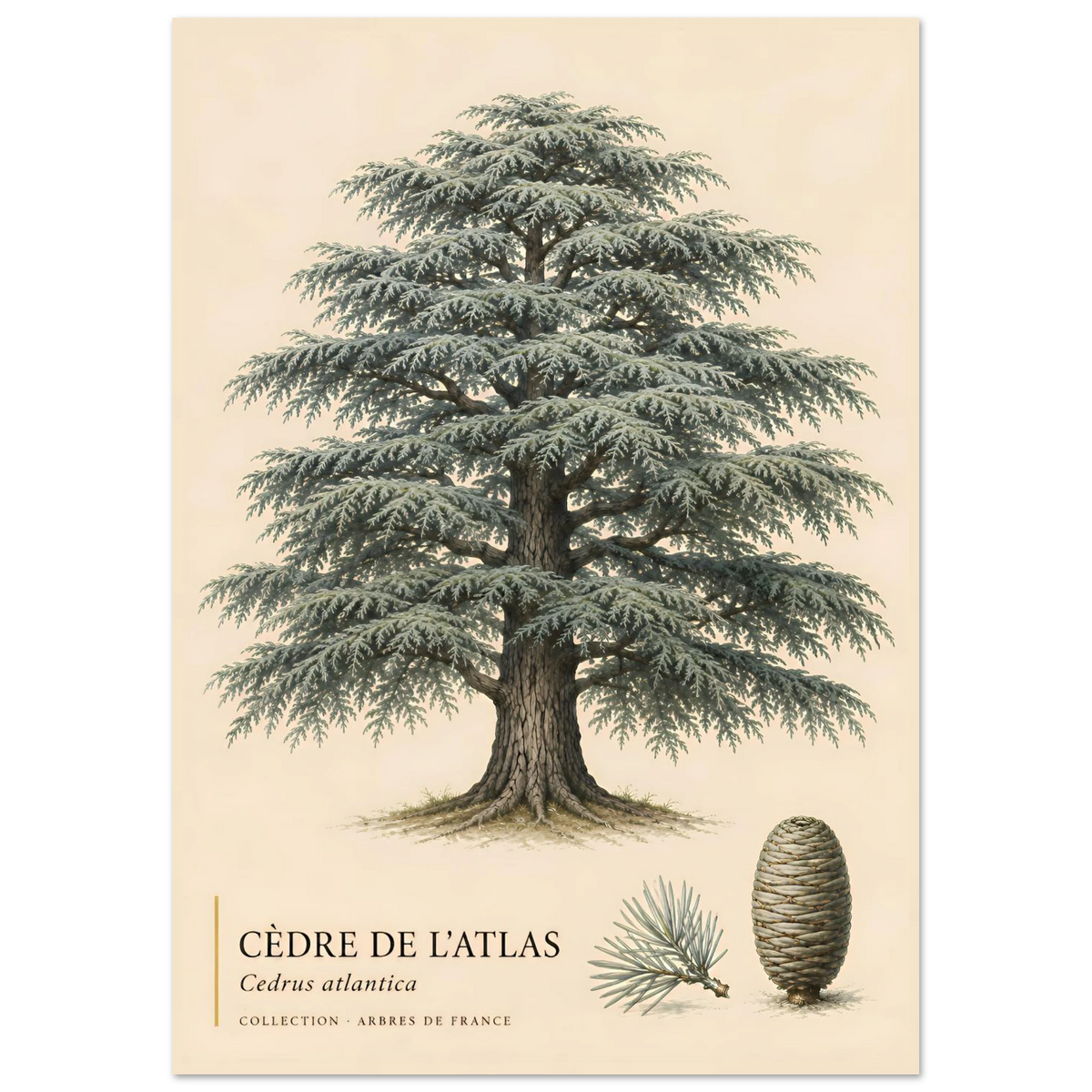 Cèdre de l'Atlas | Collection Arbres de France