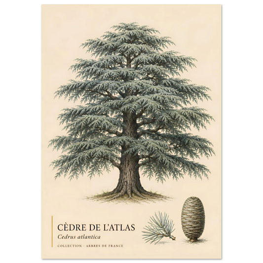 Cèdre de l'Atlas | Collection Arbres de France