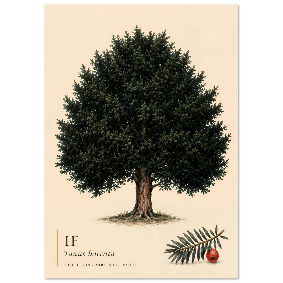If | Collection Arbres de France