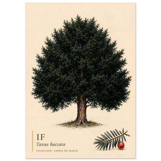 If | Collection Arbres de France