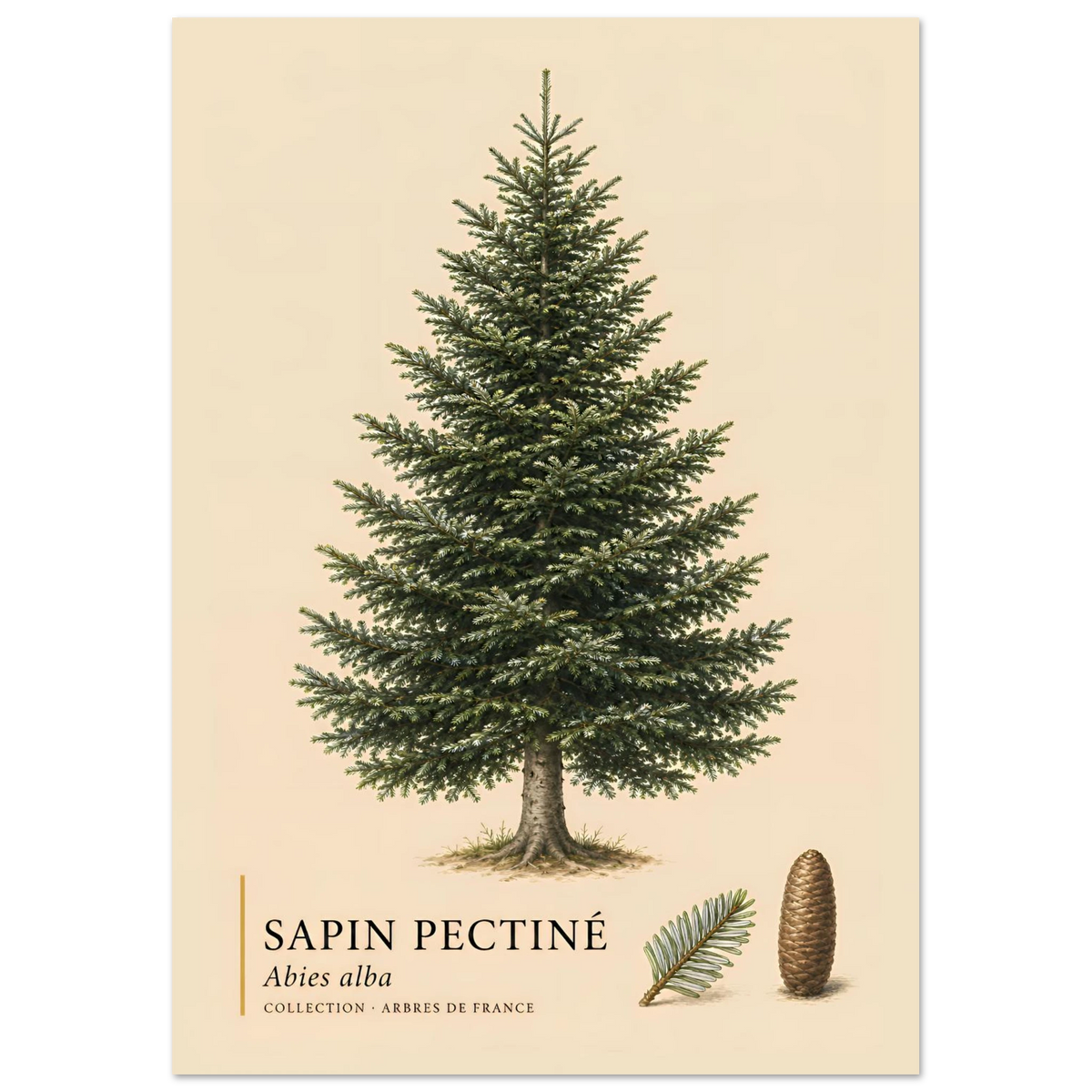 Sapin Pectiné | Collection Arbres de France